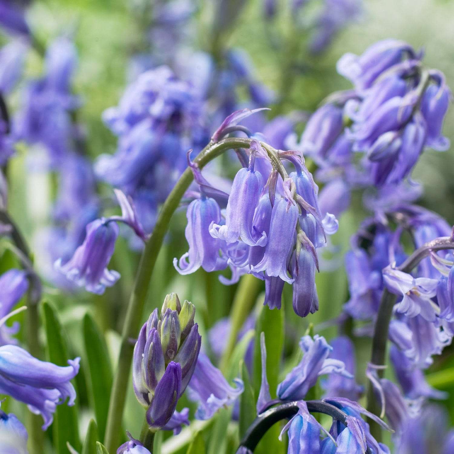Scille d'Espagne 'Bluebell Non scripta'